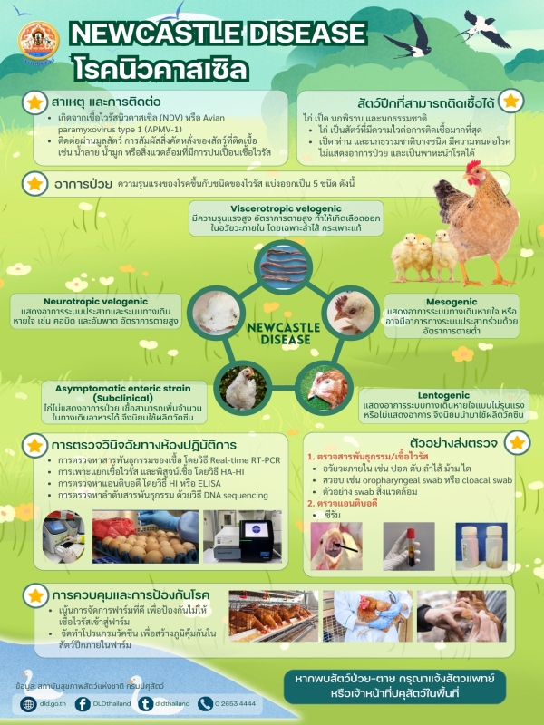 โรคนิวคาสเซิล (Newcastle disease)