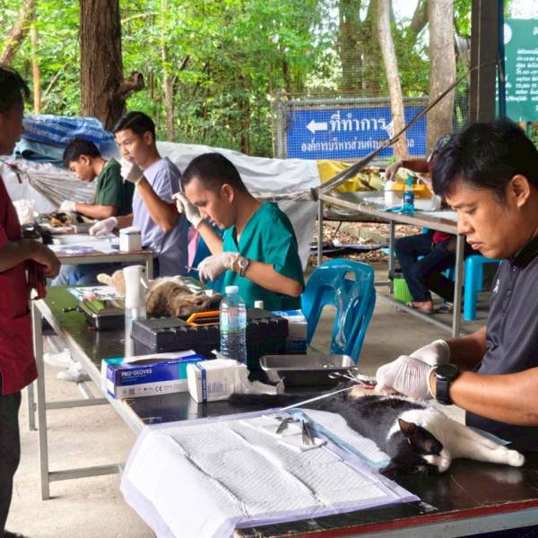 ปศุสัตว์อำเภอเมืองสุพรรณบุรี ร่วมกับ อบต.ดอนตาล จัดกิจกรรมทำหมันสุนัขและแมวจรจัด