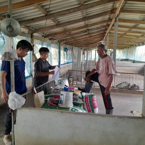ปศุสัตว์อำเภอเดิมบางนางบวช สุ่มเก็บตัวอย่างเลือดสุกร ในพื้นที่ ต.บ่อกรุ