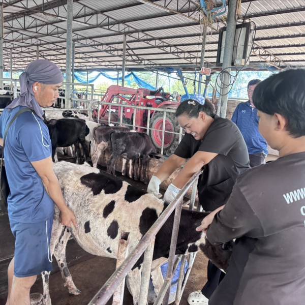 ปศุสัตว์อำเภอหนองหญ้าไซ ลงพื้นที่ฉีดวัคซีนป้องกันโรคปากและเท้าเปื่อยให้แก่เกษตรกรผู้เลี้ยงโคนม
