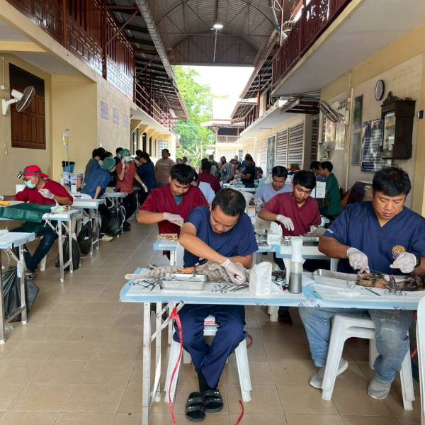 ปศุสัตว์อำเภอเมืองสุพรรณบุรี จัดกิจกรรมทำหมันสุนัขและแมวจรจัด โครงการสัตว์ปลอดโรค คนปลอดภัยจากโรคพิษสุนัขบ้าฯ ในพื้นที่ ต.ท่าพี่เลี้ยง