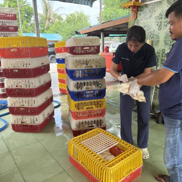 ปศุสัตว์อำเภอหนองหญาไซ เฝ้าระวังโรคไข้หวัดนกเชิงรุกในโรงฆ่าสัตว์ปีก ประจำปี 2569 ในพื้นที่ ต.ทัพหลวง