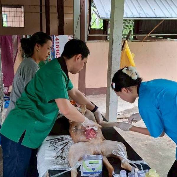 ปศุสัตว์อำเภอดอนเจดีย์ ดำเนินกิจกรรมควบคุมประชากรสุนัขและแมวจรจัด ในพื้นที่ ต.ดอนเจดีย์