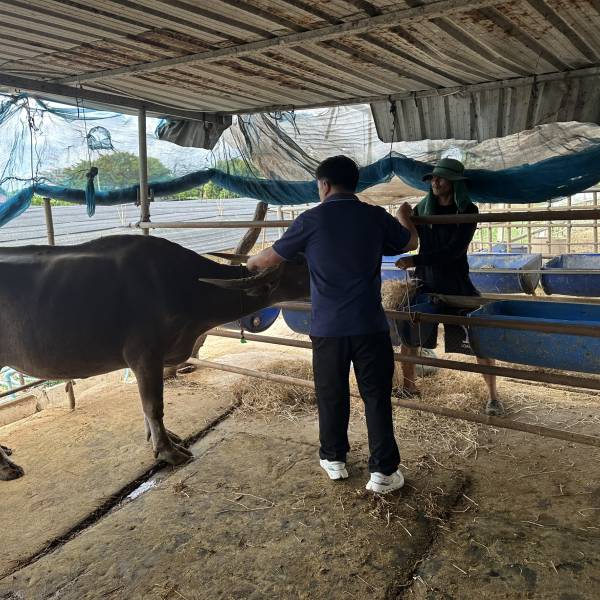 สำนักงานปศุสัตว์จังหวัดนครปฐม  ดำเนินโครงการรณรงค์ฉีดวัคซีนป้องกันโรคปากและเท้าเปื่อย และโรคเฮโมรายิกเซปทิซีเมีย ในโคเนื้อ กระบือ และการทำลายเชื้อโรคในพื้นที่ ประจำปีงบประมาณ พ.ศ.2569