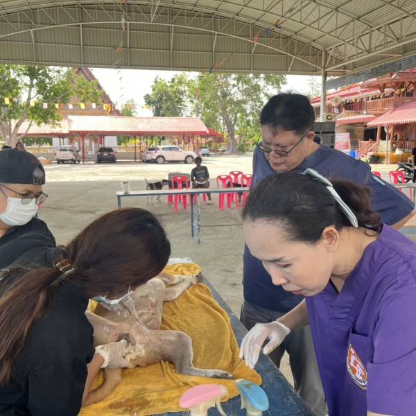 กิจกรรมทำหมันสุนัขและแมวจรจัด โครงการสัตว์ปลอดโรค คนปลอดภัยจากโรคพิษสุนัขบ้าเงินอุดหนุนฯ ประจำปี 2569