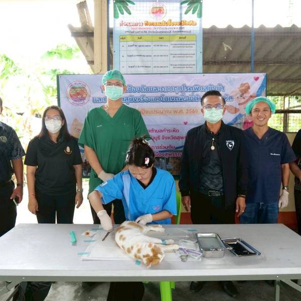 ปศุสัตว์อำเภอเมืองสุพรรณบุรี ร่วมกับเทศบาลตำบลท่าระหัด จัดกิจรรมทำหมันสุนัขและแมวจรจัด  