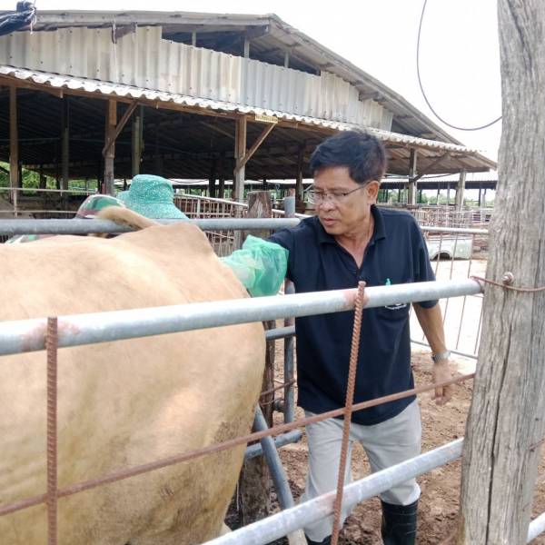 สำนักงานปศุสัตว์จังหวัดนครปฐม  โดยปศุสัตว์อำเภอเมืองนครปฐม ตรวจท้องโคเนื้อและตรวจระบบสืบพันธุ์โค เพื่อติดตามและยืนยันสถานะการตั้งท้องของโค