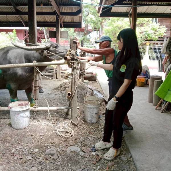 ปศุสัตว์อำเภอบ้านแพ้วลงพื้นที่ตรวจอาการป่วยของกระบือวัดหลักสอง
