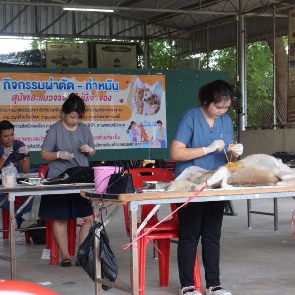 ปศุสัตว์สุพรรณฯ ร่วมกับ อบต.หนองผักนาก จัดกิจกรรมทำหมันสุนัขและแมวจรจัด โครงการสัตว์ปลอดโรค คนปลอดภัยจากโรคพิษสุนัขบ้าฯ ประจำปี 2569
