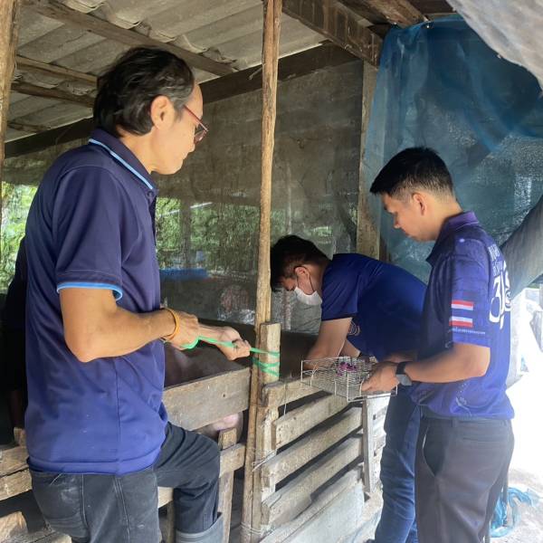 ปศุสัตว์อำภอเดิมบางนางบวช ดำเนินการโครงการแผนการเฝ้าระวังทางห้องปฏิบัติการของโรคอหิวาต์แอฟริกาในสุกร ปีงบประมาณ 2569