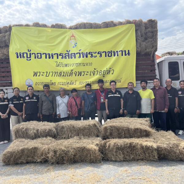 ปศุสัตว์สุพรรณฯ ส่งมอบหญ้าอาหารสัตว์พระราชทานเพื่อช่วยเหลือเกษตรกรผู้ประสบอุทกภัย ในพื้นที่ ต.สระแก้ว และ ต.สวนแตง อ.เมืองสุพรรณบุรี