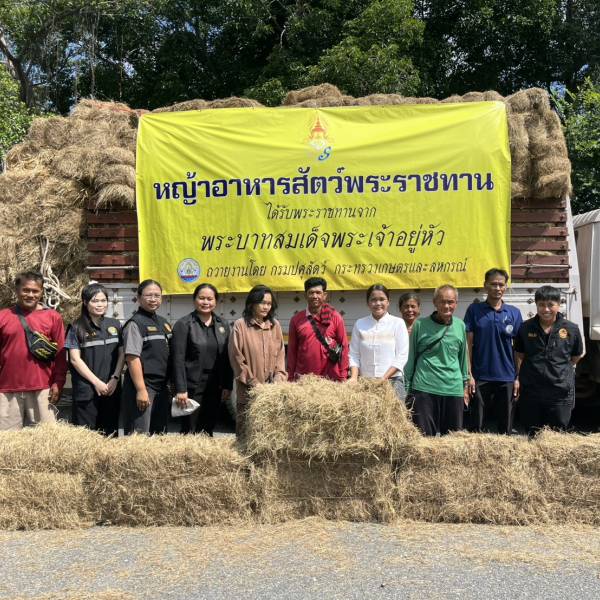 ปศุสัตว์สุพรรณฯ ส่งมอบหญ้าอาหารสัตว์พระราชทานเพื่อช่วยเหลือเกษตรกรผู้ประสบอุทกภัย ในพื้นที่ ต.บ่อกรุ อ.เดิมบางนางบวช