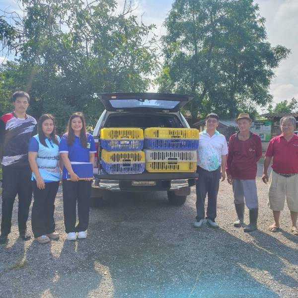 งานปศุสัตว์ฯ สนับสนุนพันธุ์ไก่พื้นเมืองเขียวห้วยทราย แก่สำนักงานปศุสัตว์จังหวัดกาญจนบุรี