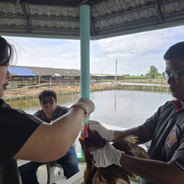 สำนักงานปศุสัตว์จังหวัดนครปฐม ดำเนินโครงการเก็บตัวอย่างฟาร์มไก่ไข่เชิงรุก