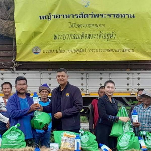 ปศุสัตว์จังหวัดกาญจนบุรี มอบหญ้าอาหารสัตว์พระราชทาน พระบาทสมเด็จพระเจ้าอยู่หัว