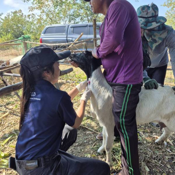 ปศุสัตว์จังหวัดราชบุรี ดำเนินการเก็บตัวอย่างเลือดแพะและแกะ 