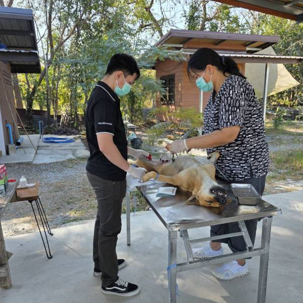 ปศุสัตว์สุพรรณฯ ดำเนินการกิจกรรมผ่าตัดทำหมันสุนัขจรจัด ในพื้นที่ ต.ทะเลบก อ.ดอนเจดีย์