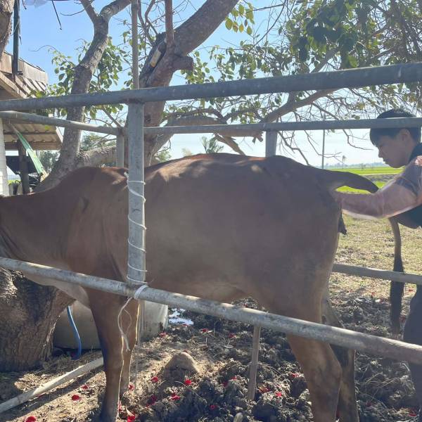 ปศุสัตว์สุพรรณฯ ลงพื้นที่ดำเนินการรักษาสัตว์ป่วย (โคเนื้อ) ในพื้นที่ ต.นางบวช อ.เดิมบางนางบวช