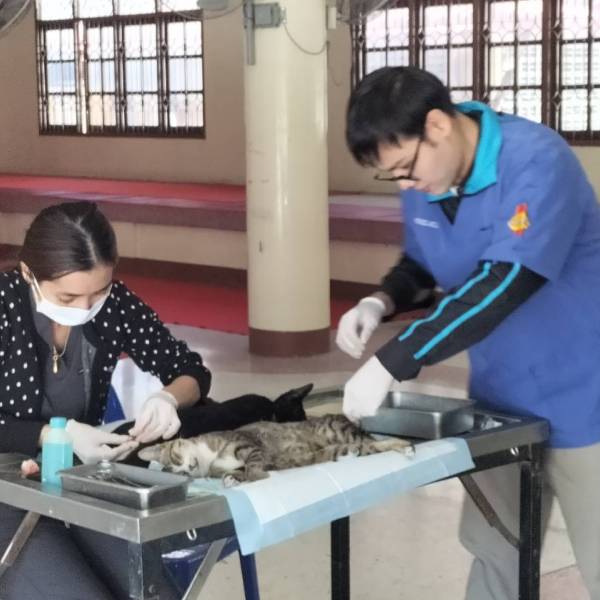 ปศุสัตว์สุพรรณฯ จัดกิจกรรมทำหมันสุนัขและแมวจรจัดภายใต้โครงการสัตว์ปลอดโรค คนปลอดภัยจากโรคพิษสุนัขบ้าฯ ปีงบประมาณ 2569 ในพื้นที่ ต.สระยายโสม อ.อู่ทอง