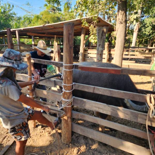 สำนักงานปศุสัตว์อำเภอสองพี่น้องออกติดตามตรวจท้องกระบือพระราชทาน ปี 2569