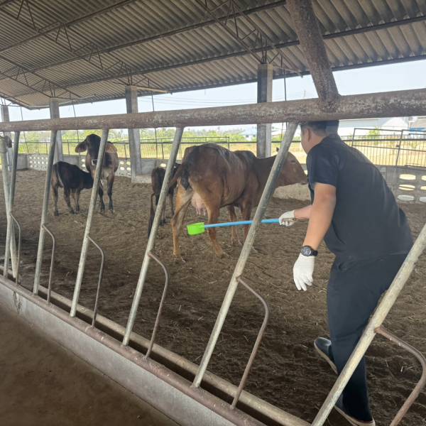 สำนักงานปศุสัตว์จังหวัดนครปฐม เก็บตัวอย่างปัสสาวะโคขุน เพื่อขอรับรองใบปลอดสารเร่งเนื้อแดง