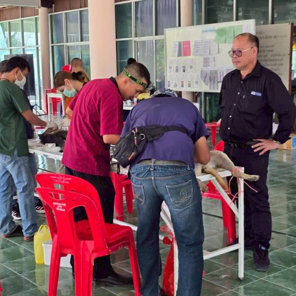 ปศุสัตว์อำเภอเมืองสุพรรณบุรี จัดกิจกรรมทำหมันสุนัขและแมวจรจัดภายใต้โครงการสัตว์ปลอดโรค คนปลอดภัยจากโรคพิษสุนัขบ้าฯ ปีงบประมาณ 2569 