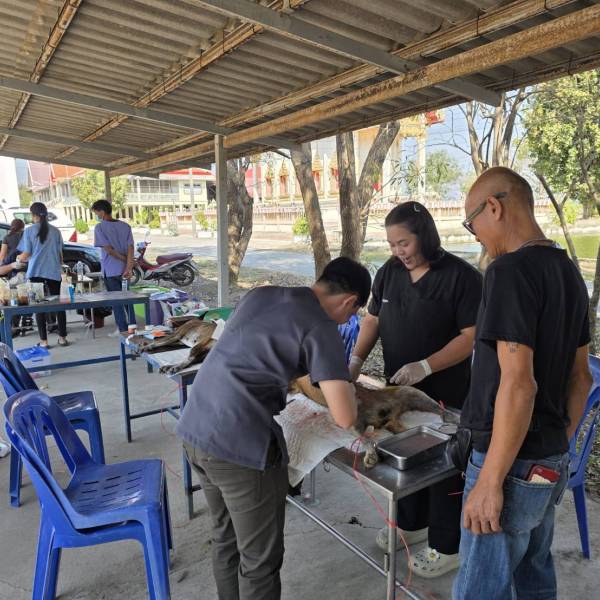 ปศุสัตว์อำเภอดอนเจดีย์ จัดกิจกรรมทำหมันสุนัขจรจัดภายใต้โครงการสัตว์ปลอดโรค คนปลอดภัยจากโรคพิษสุนัขบ้าฯ ปีงบประมาณ 2569 ในพื้นที่ ต.หนองสาหร่าย