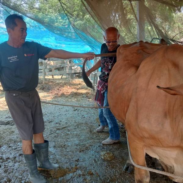 ปศุสัตว์อำเภอดอนเจดีย์ ลงพื้นที่ให้บริการด้านผสมเทียมให้แก่เกษตรกรในพื้นที่ อ.ดอนเจดีย์ จ.สุพรรณบุรี