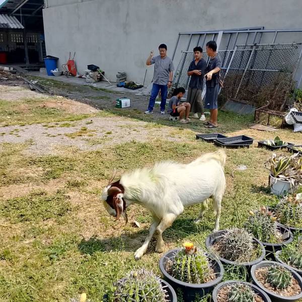 จังหวัดสมุทรสงครามลงพื้นที่ดูแล รักษาสัตว์ป่วย