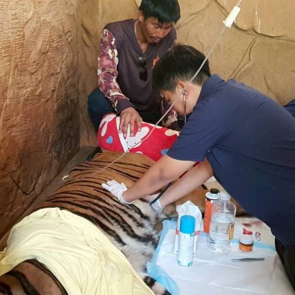 ปศุสัตว์อำเภอเดิมบางนางบวช ดำเนินการรักษาเสือโคร่งร่วมกับเขตห้ามล่าสัตว์ป่าบึงฉวากฯ