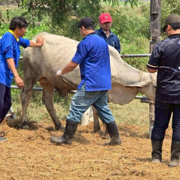 ปศุสัตว์สุพรรณฯ ลงพื้นที่ปฏิบัติงานโครงการตามแผนงานยุทธศาสตร์การพัฒนาจังหวัด ปี 2569 ในพื้นที่ อ.บางปลาม้า