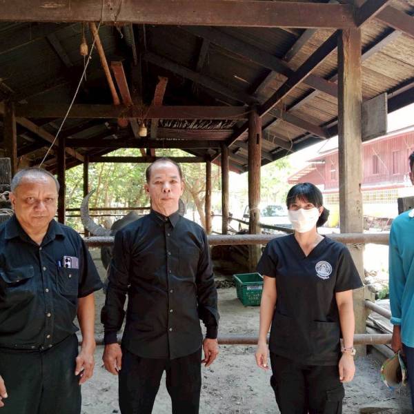 ปศุสัตว์อำเภอบ้านแพ้วลงพื้นที่ตรวจสอบ อาการป่วยของกระบือวัดหลักสอง