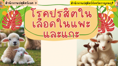 โรคพยาธิในเลือดแพะแกะ