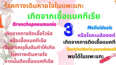 โรคติดเชื้อแบคทีเรียในทางเดินหายใจในแพะ แกะ