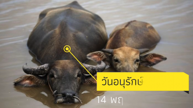 กิจกรรมอนุรักษ์ควายไทย 2567 สำนักงานปศุสัตว์เขต 7