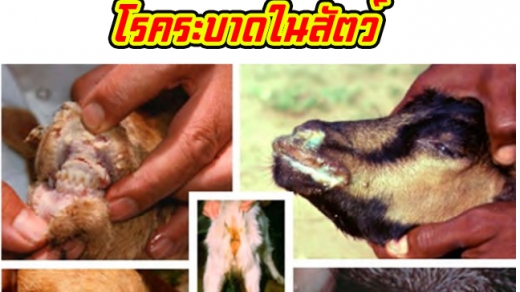 Peste des Petis Ruminants (PPR) โรคระบาดในสัตว์