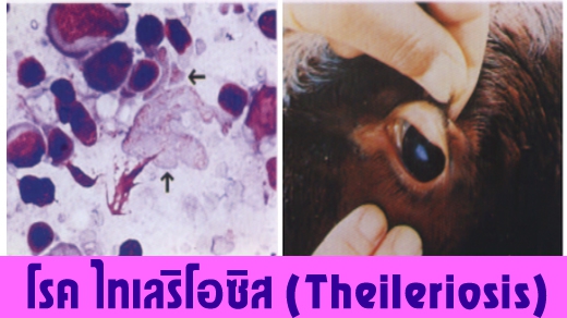 โรค ไทเลริโอซิส (Theileriosis)